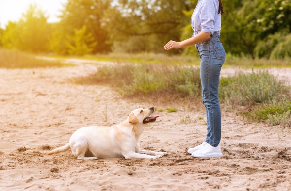 woman training her lovely labrador to lay down