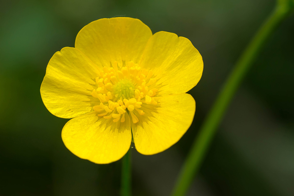 yellow butterclup flower