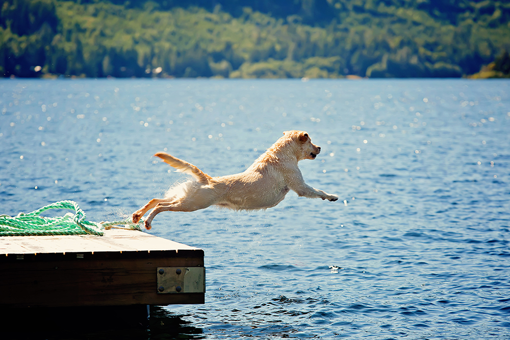 yellow labrador jumps off the dock