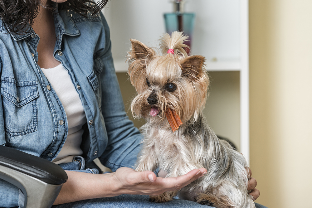 yorkshire terrier chewing treat on woman's lap