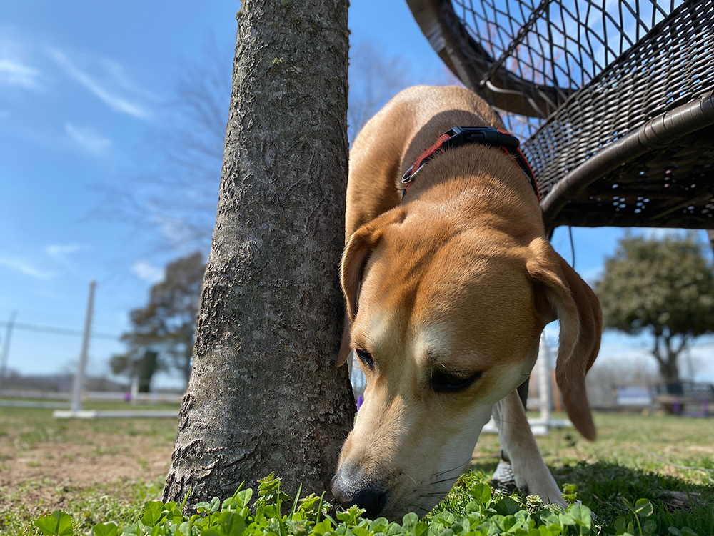 young dog sniffing at the park