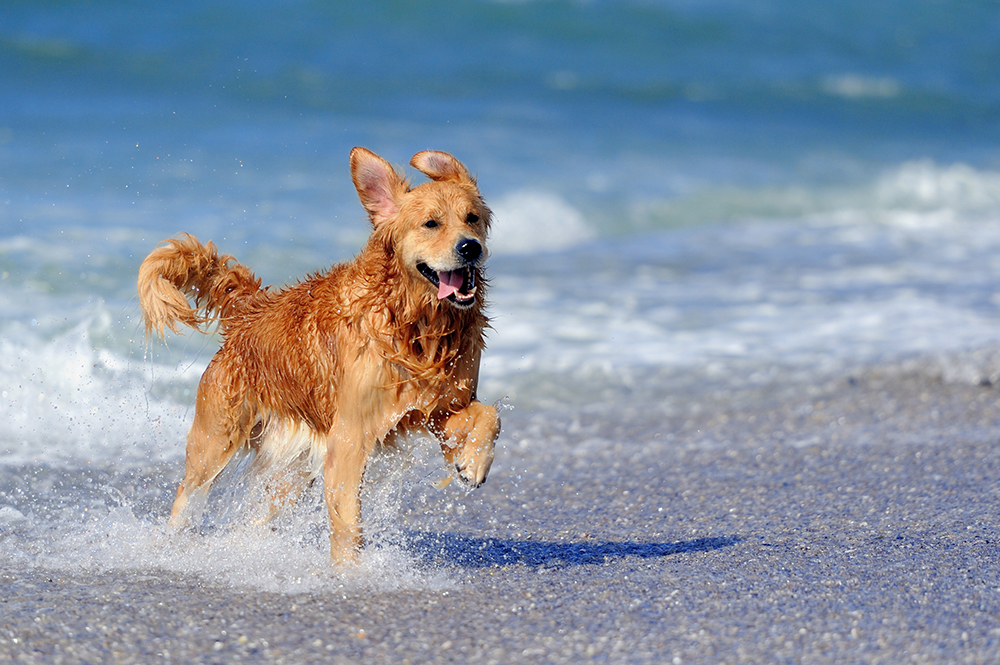 Young golden retriever dog running at the beach