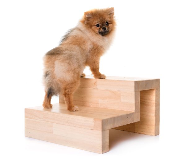 young pomeranian dog and stairs in front of white background