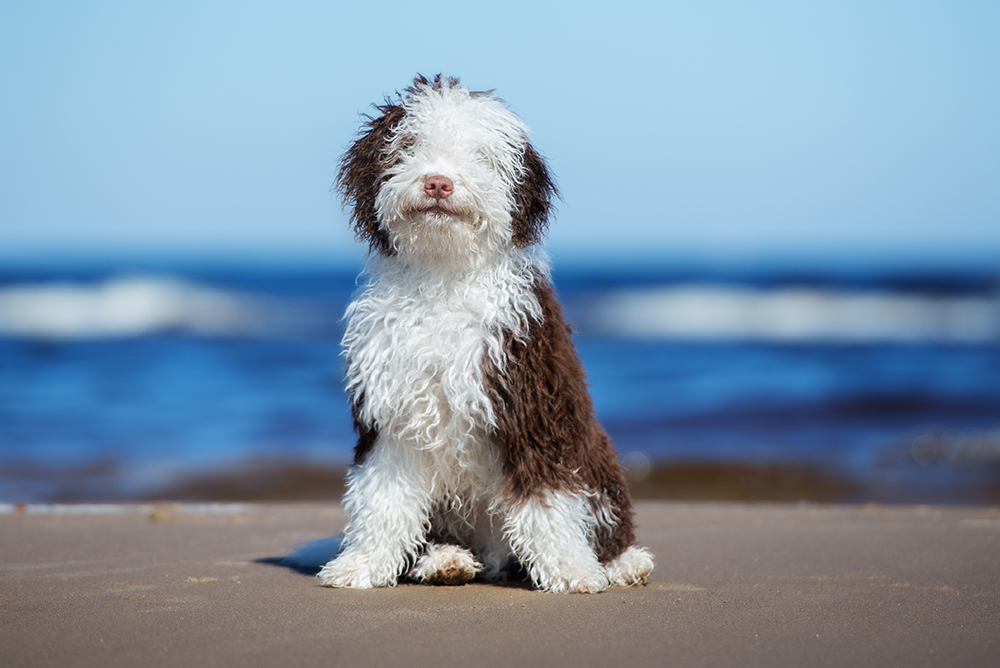 young spanish water dog at the beach