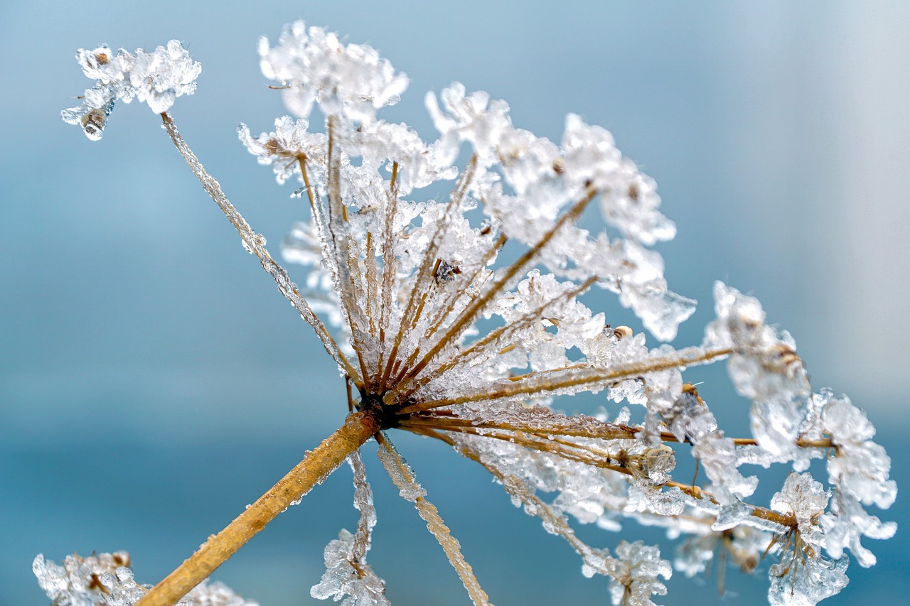 White Poison Hemlock