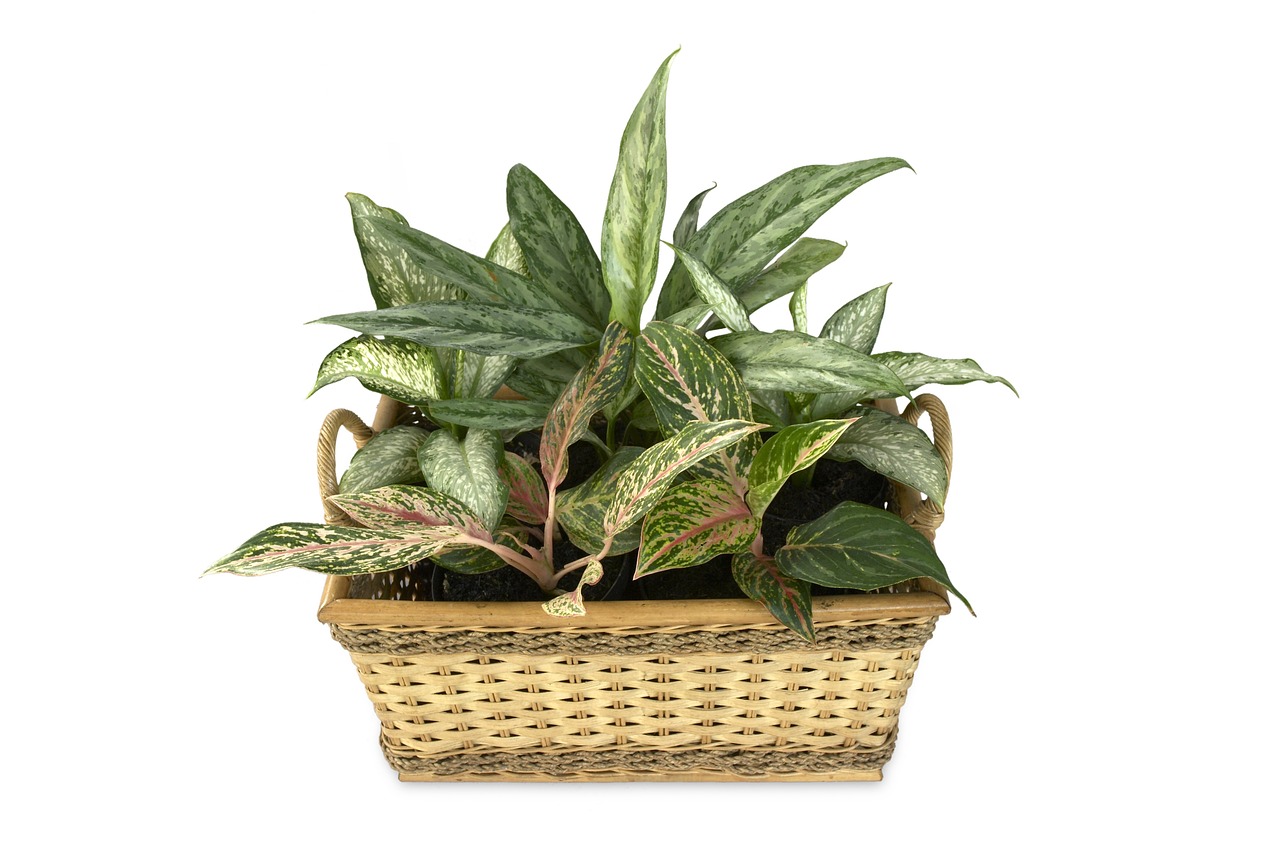 Dieffenbachia (Dumb canes) in the pot white background