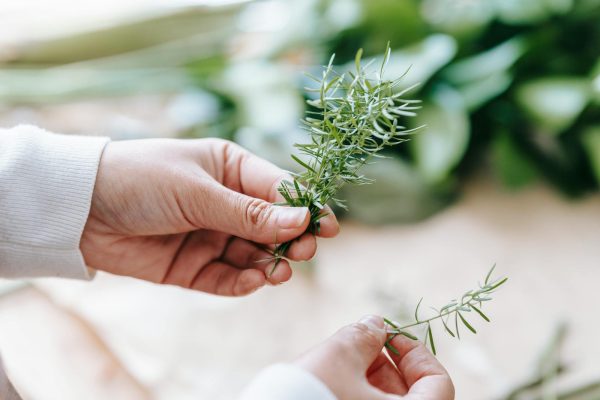 person showing fresh verdant rosemary