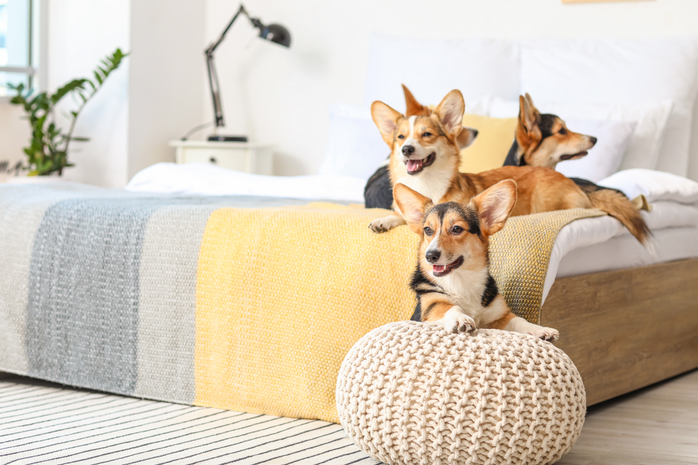 A handful of Corgis in the bedroom
