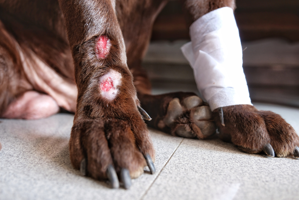 Acral Lick Granuloma on dogs