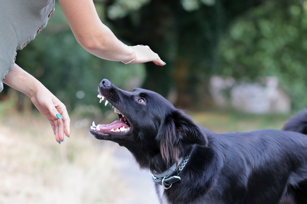 Agressive dog attacking a young woman