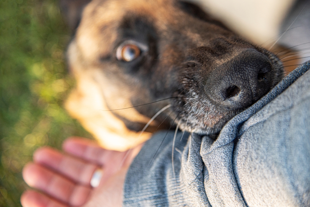 An angry dog bites a man's hand