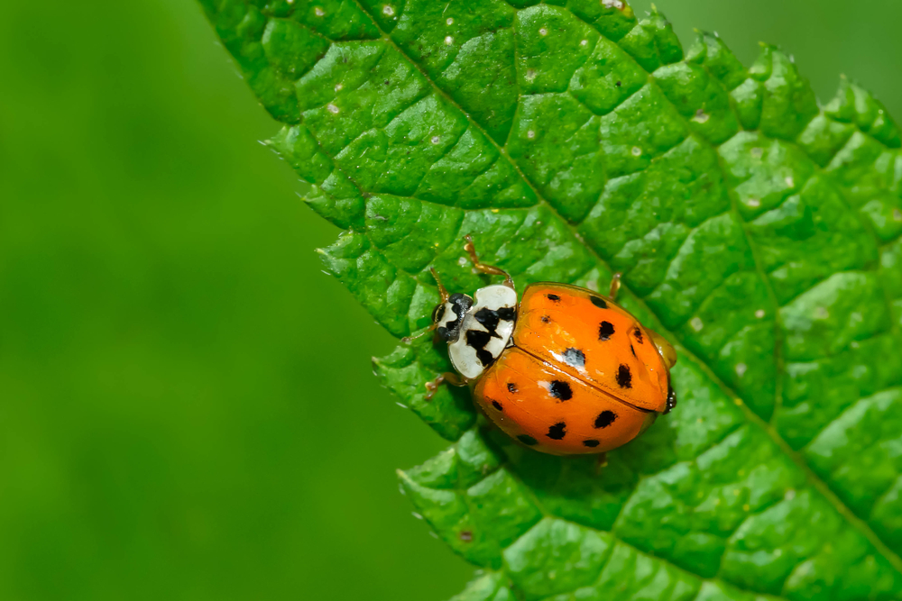 Asian Lady Beetle crawling on a green leaf