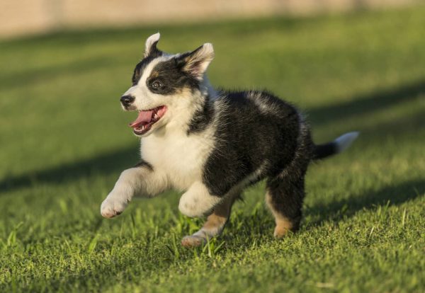 Australian Shepherd puppy running