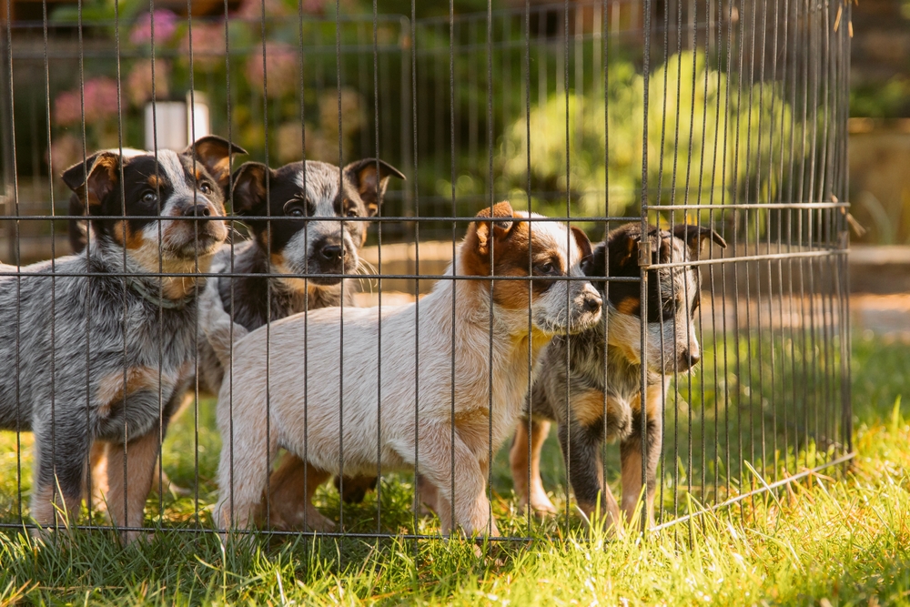 Australian cattle puppies in a cage outdoor
