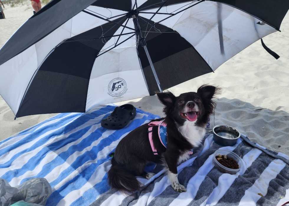 Beach day at the Pensacola, Florida dog beach