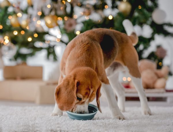 Beagle eating from bowl near Christmas tree