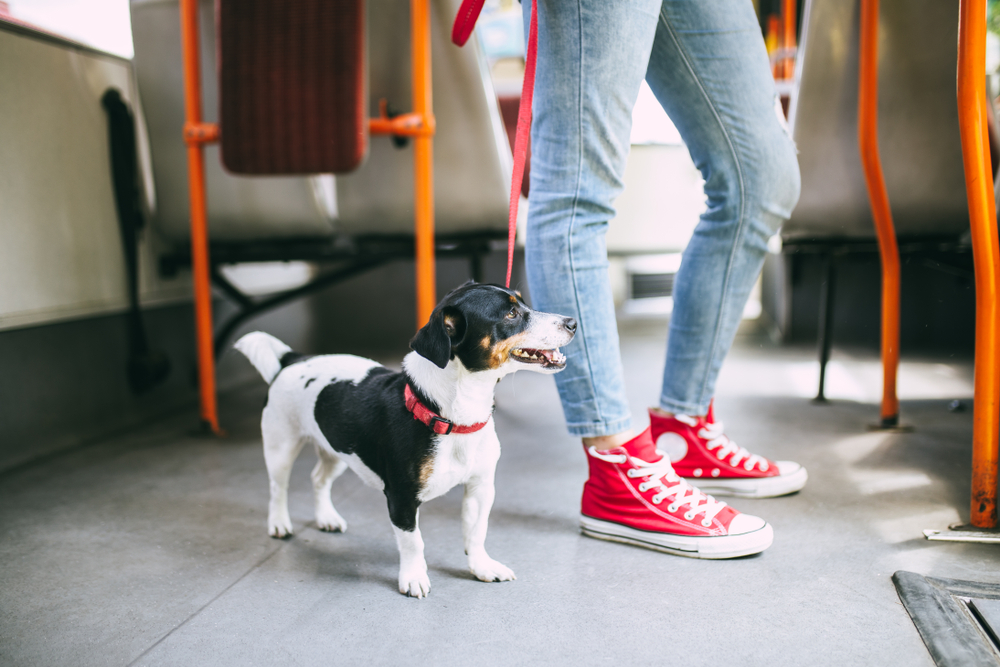 Beautiful young woman standing in city bus with her jack Russell terrier