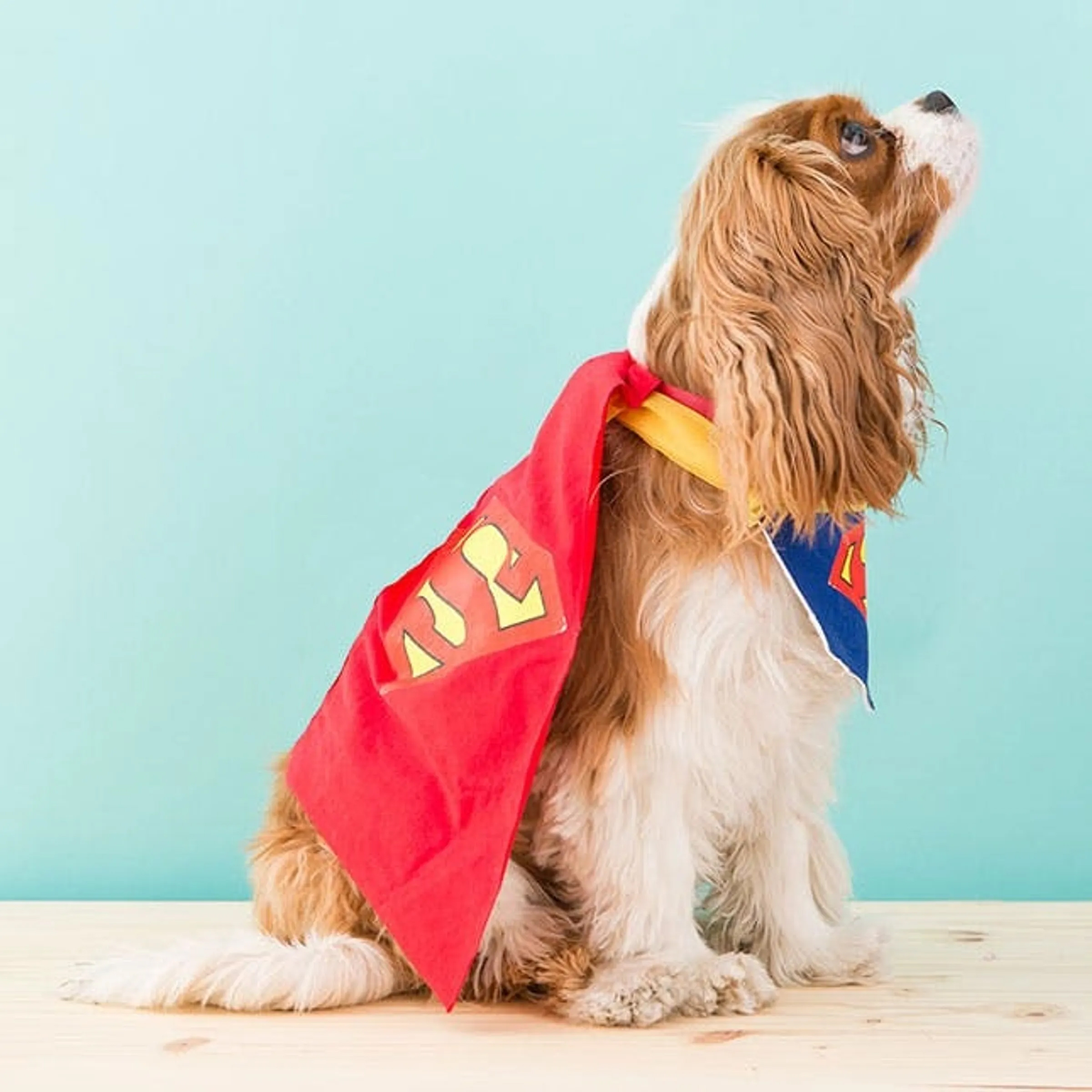 Brit+Co_How to DIY a Superman Dog Costume for Halloween