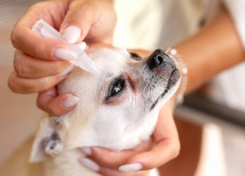 What is maxitrol eye drops used for in dogs infoupdate