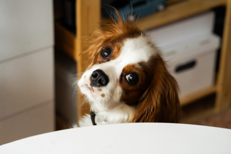 Why Do Dogs’ Hairs Stand Up? VetVerified Raised Hackles Explained