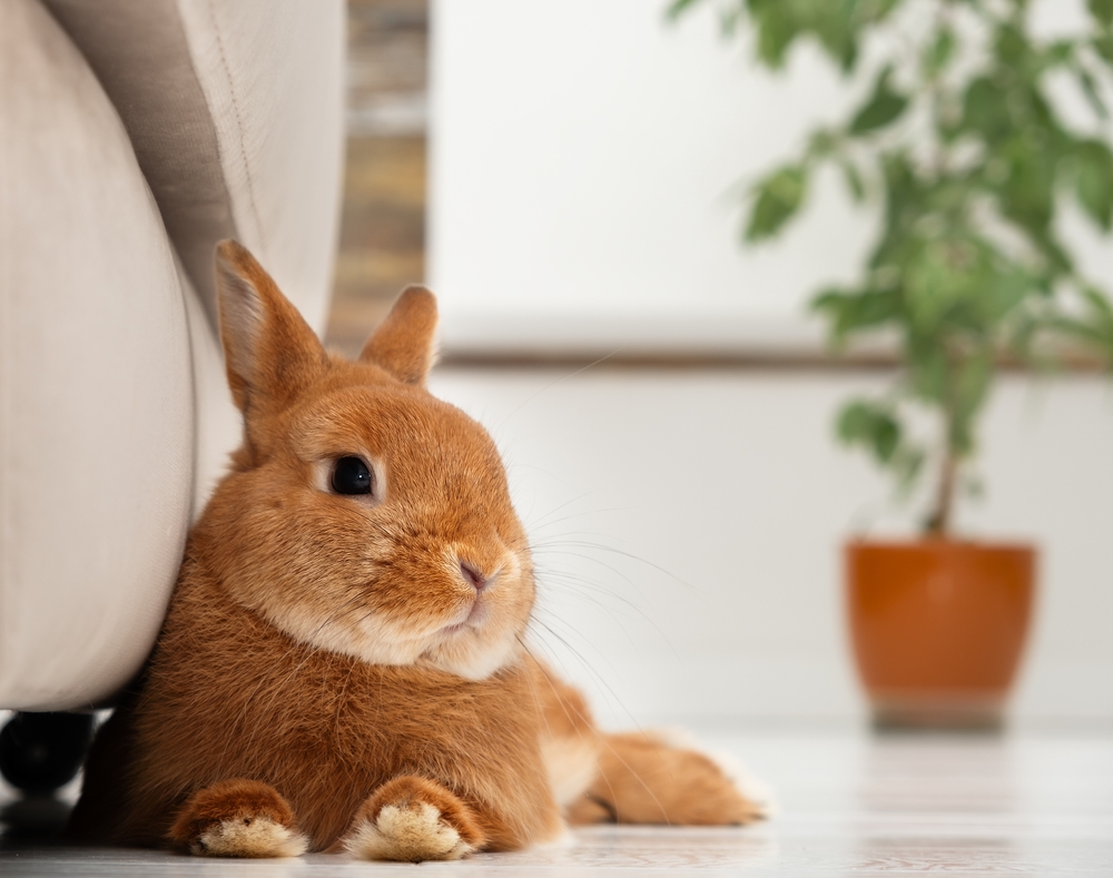 Close-up of cute little red bunny