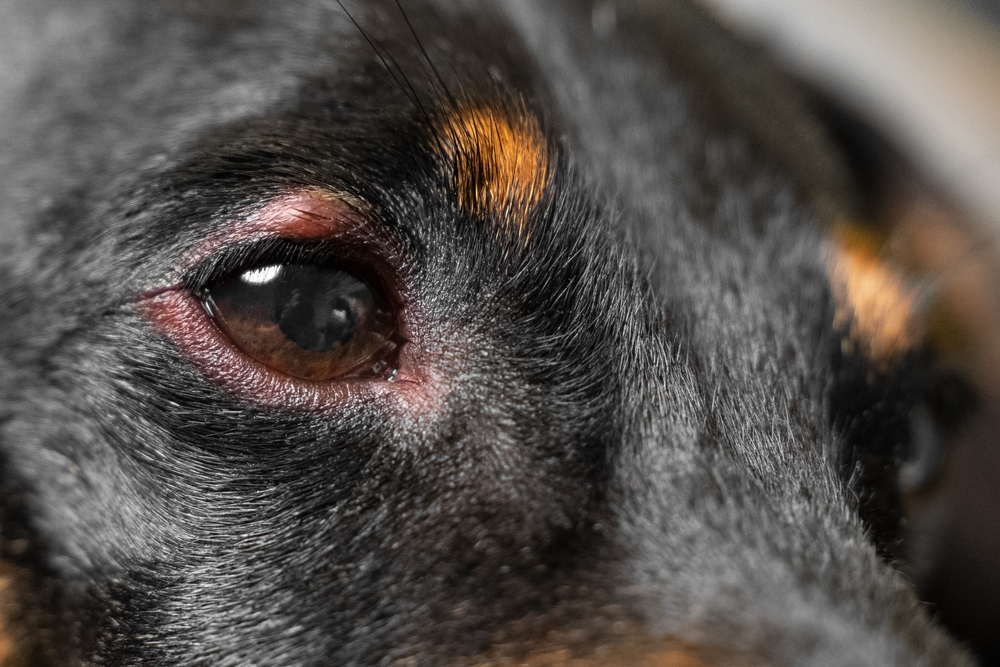 Close up of redness and bump in the eye of a dog