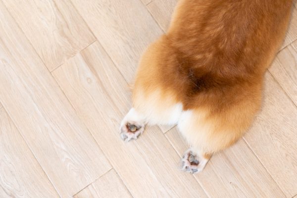 Corgi’s dog butt