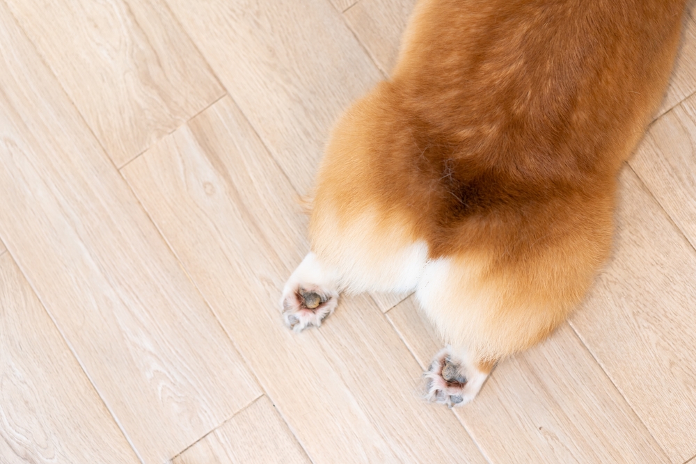 Corgi’s dog butt