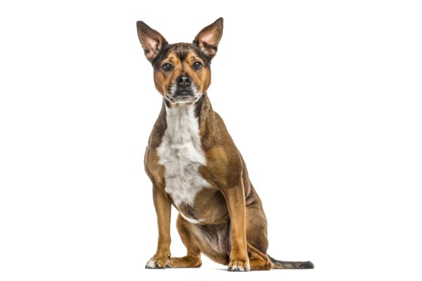 Crossbreed dog between a french Bulldog and a Rottweiller dog