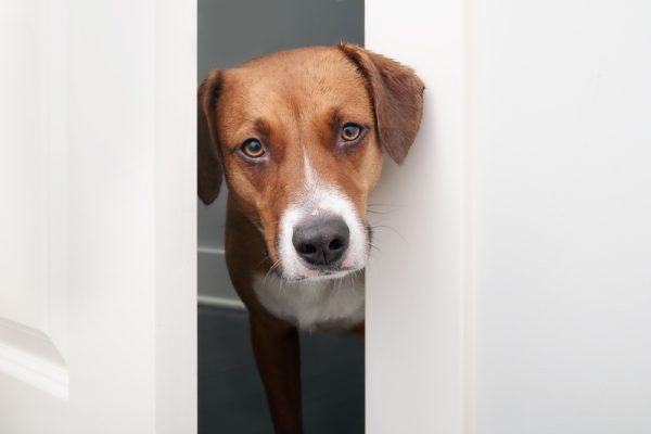 Curious dog staring through open door from bathroom