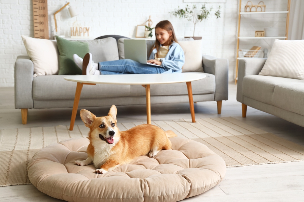 Cute Corgi dog lying on pet bed at home