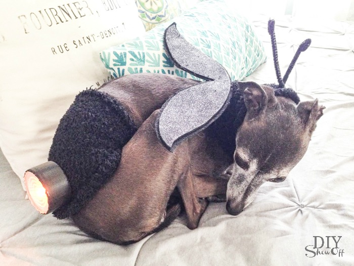 DIY Showoff_DIY Lightning Bug Dog Costume