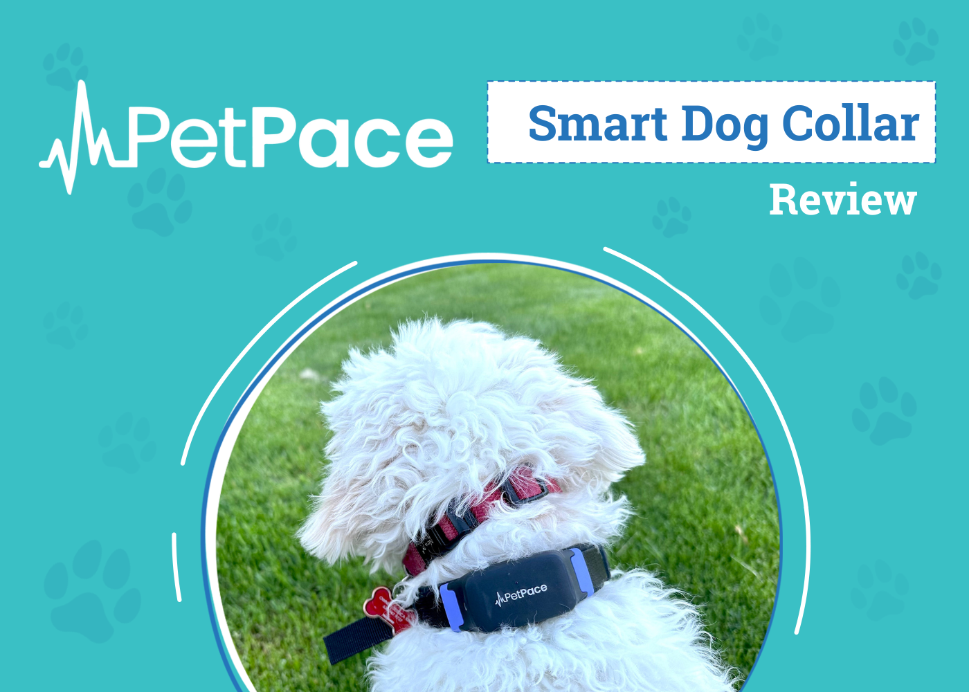 PetPace Smart Dog Collar