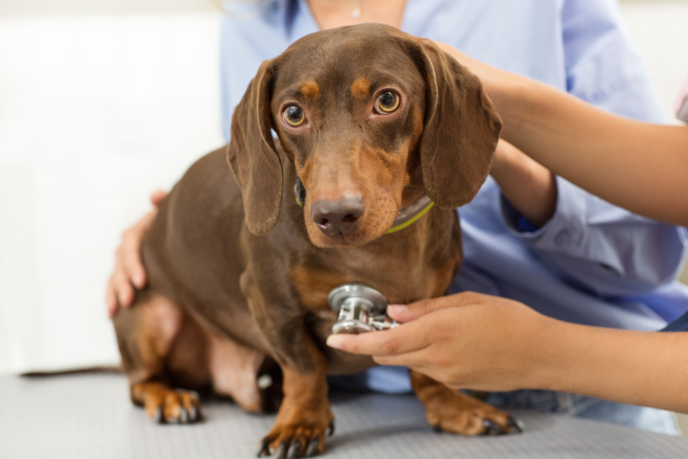 Dachshund Dog Vet Checkup