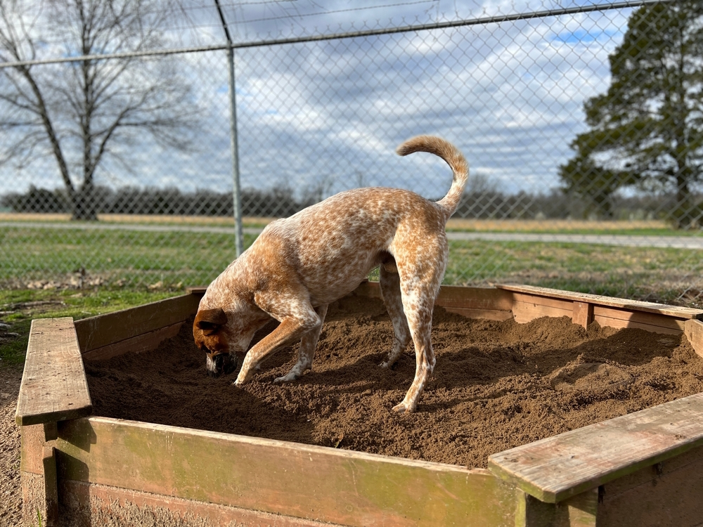 Dog-digging-in-sandbox