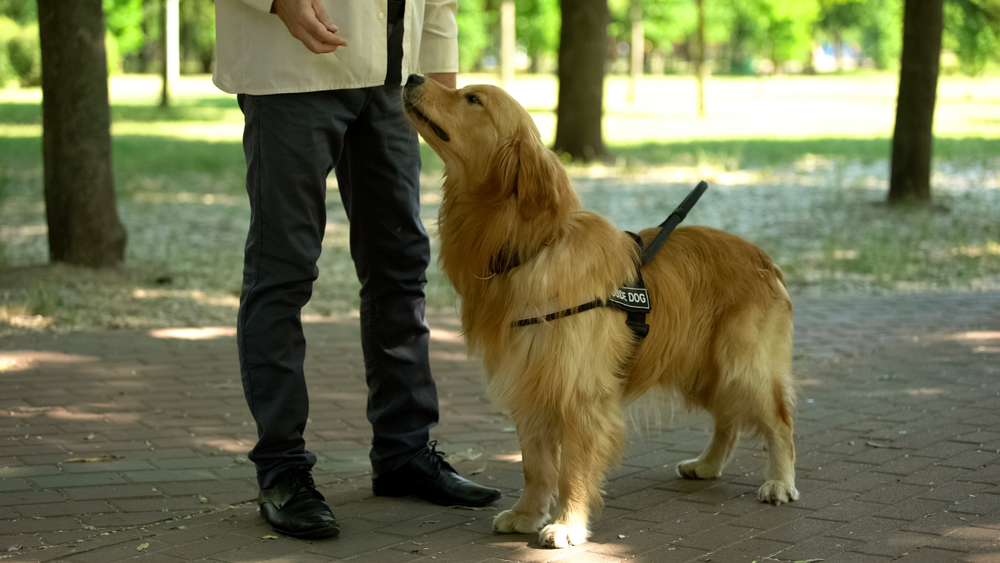 Dog handler training retriever dog for good behaviour and obedience