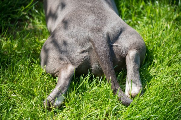 Dog paws back leg