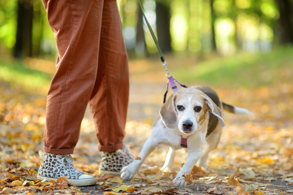 Dog pulling away from owner
