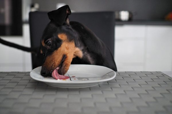 Dog sits at the table in front of plate and licks the plate