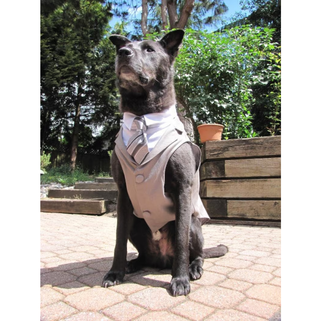 Dog tuxedo Suit