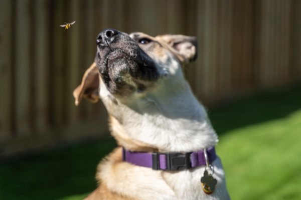 Dog with bee