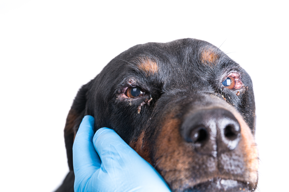 dog with swollen infected eyelids and weepy eyes