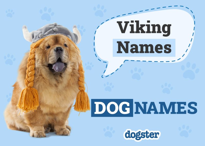 Dogster_Viking Names