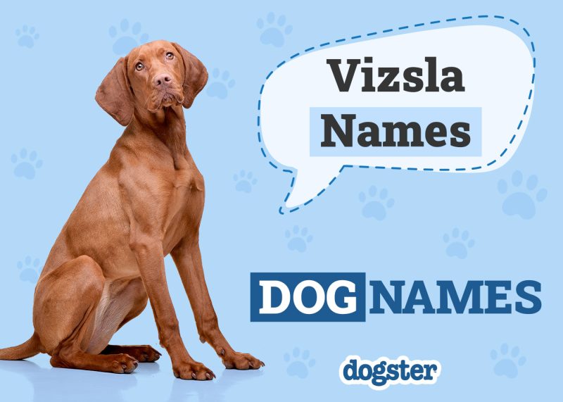 Dogster_Vizsla Names