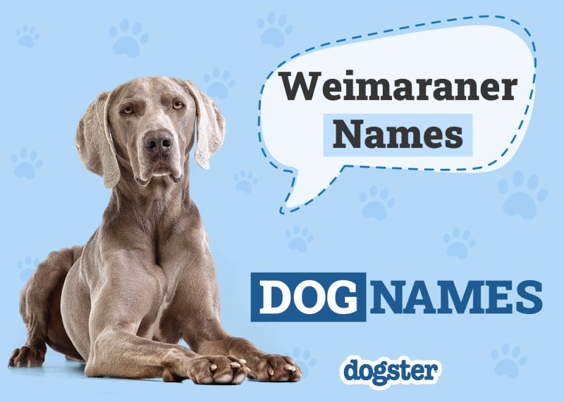 Dogster_Weimaraner Names