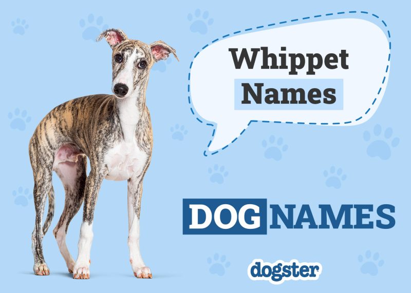Dogster_Whippet Names