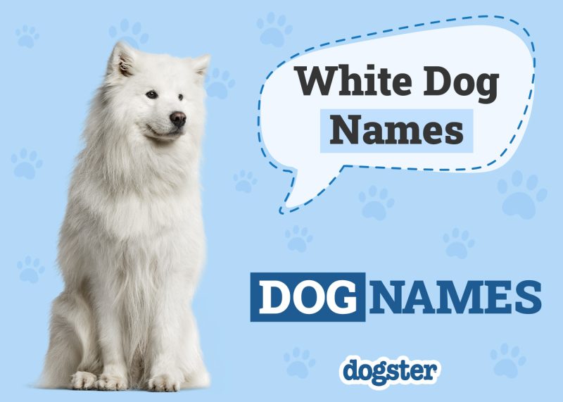 Dogster_White Dog Names