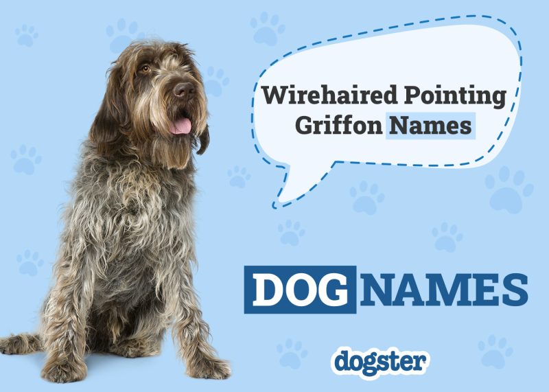 Dogster_Wirehaired Pointing Griffon Names