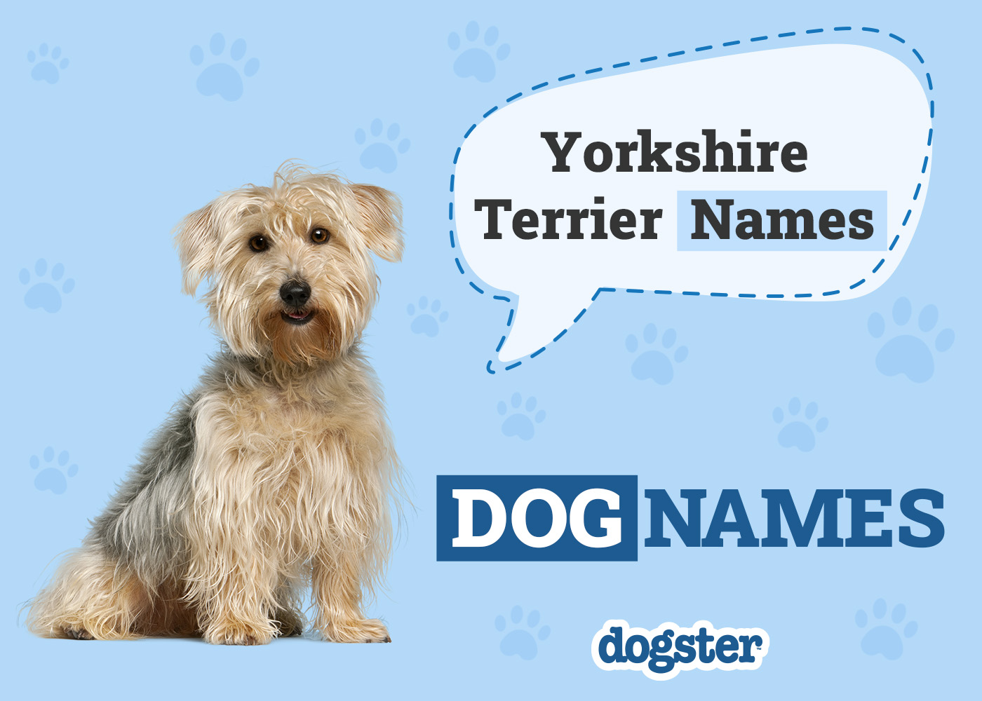 Dogster_Yorkshire Terrier Names