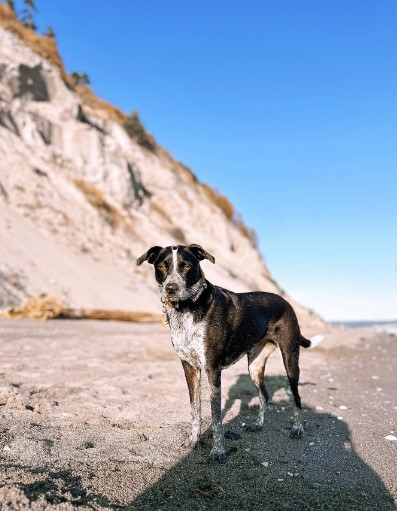 Double Bluff Beach